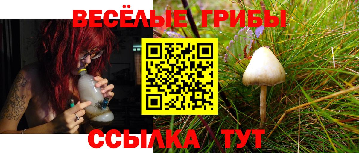 где продают   Псилоцибиновые грибы GOLDEN TEACHER  Вход с VPN  Гусиноозёрск 